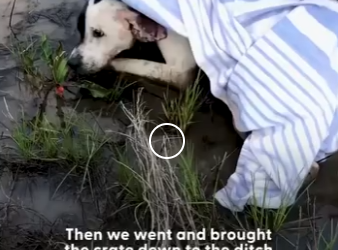 W0506012 Dog Is Proof Love Heals Anything (Part 2)