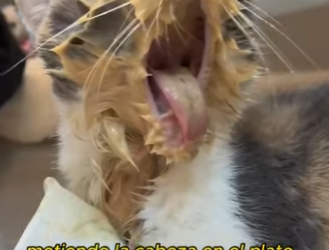 L0701009 is cat without chin (Part 2)