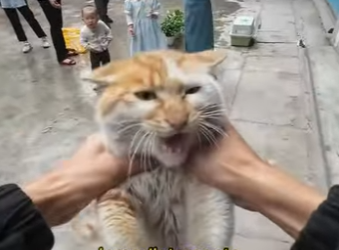 L0701011 Que Dios bendiga todos los gatos (Part 2)