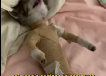 L0701007 There was shivering cat (Part 2)