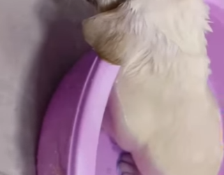 L0701001 Un milagro con cuatro patas. (Part 2)