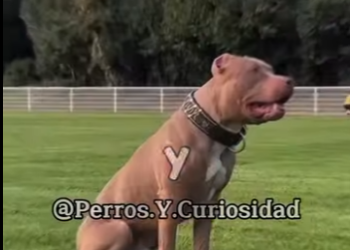 Y0701003 Ese es el American Pitbull Terrier (Part 2)