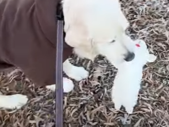 W0701011 Golden Only Friends We re Toy Until Cat Came Along (Part 2)