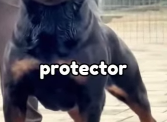 K0501004 Un Rottweiler logró detener un ladrón se convirtió en leyenda (Part 2)