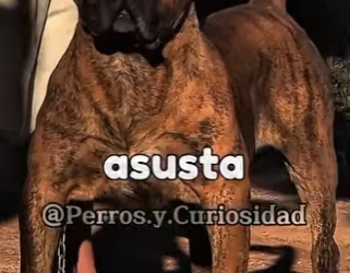 Y0701005 Perros que hacen que el cane corso parezca una muñeca (Part 2)