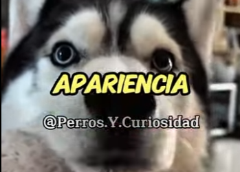 Y0701001 Los cinco perros más bonitos del mundo (Part 2)