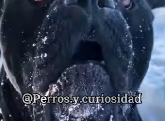 K0501008 Razones para no comprar nunca un Cane Corso (Parte 2)