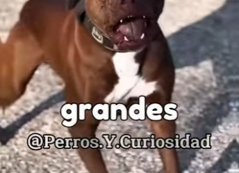 K0501013 Pitbull vs rottweiler, Quién ganaría (Part 2)