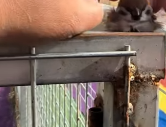 R0901004 Gorriones de rescate (Parte 2)