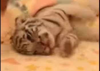 R0901006 Rescata al gatito (Parte 2)