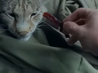 R0901003 Rescatar al lince (Parte 2)