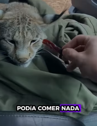 R0901003 Rescatar al lince (Parte 2)