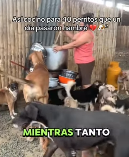 M0802015 Así cocino para perritos que un día pasaron hambre (Parte 2)