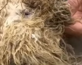 M0802017 Me dejaron olvidada bajo el sol fue la peor pesadilla de mi vida (Parte 2)