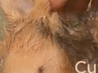 M0802014 Me lanzaron al río para que muriera sobreviví (Parte 2)