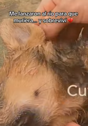 M0802014 Me lanzaron al río para que muriera sobreviví (Parte 2)