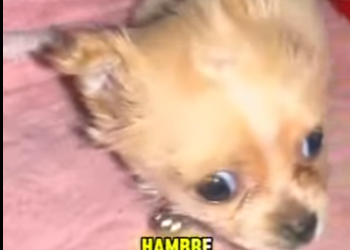 M0802013 Nací sin patitas nadie me quería (Parte 2)