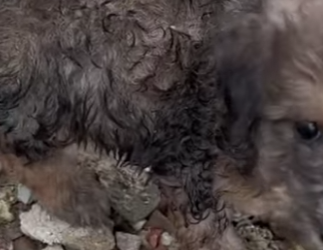 M0802019 Encerraron mi cabeza en un coco… y me abandonaron en la alcantarilla (Parte 2)