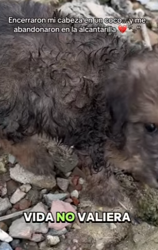 M0802019 Encerraron mi cabeza en un coco… y me abandonaron en la alcantarilla (Parte 2)