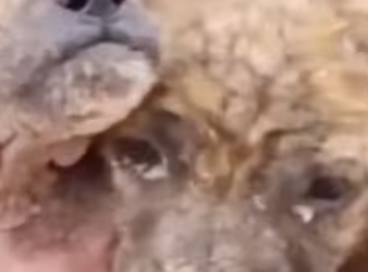 M0802012 Por estar enfermo,nos botaron la calle mi mis hermanos (Parte 2)