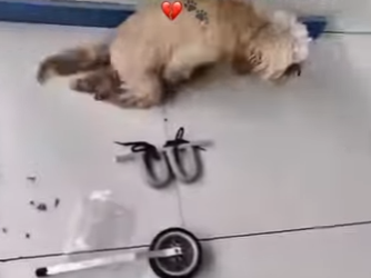 M0802003 Por un simple pedacito de hueso me dejaron sin caminar (Parte 2)