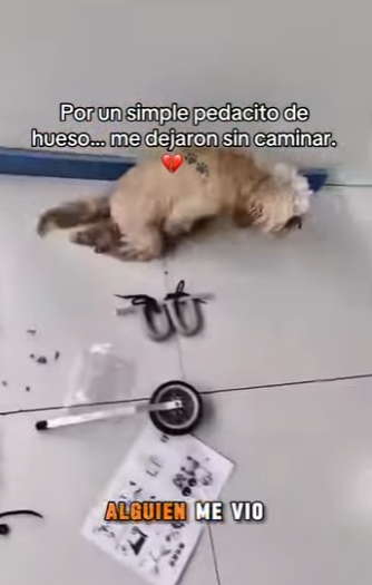 M0802003 Por un simple pedacito de hueso me dejaron sin caminar (Parte 2)