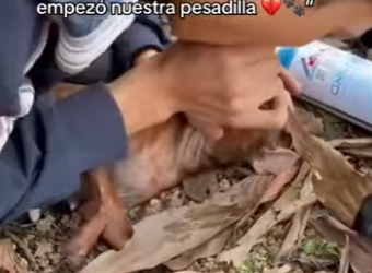 M0802004 Tirados entre hojas secas así empezó nuestra pesadilla (Parte 2)