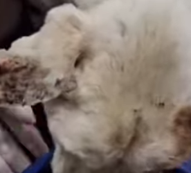 M0802001 Viví un tormento sin fin del encierro el dolor (Parte 2)