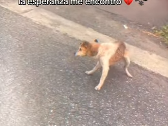 M0802007 Fui atropellado abandonado pero la esperanza me encontró (Parte 2)