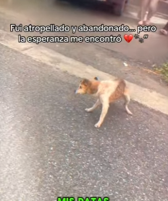 M0802007 Fui atropellado abandonado pero la esperanza me encontró (Parte 2)