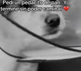 M0802006 Pedí un pedacito de pan (Parte 2)