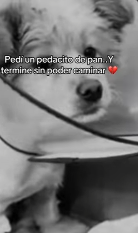 M0802006 Pedí un pedacito de pan (Parte 2)