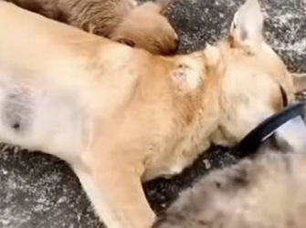 M0802010 Mi mamá fue lastimada por darnos vida nos abandonaron en la carret (Parte 2)