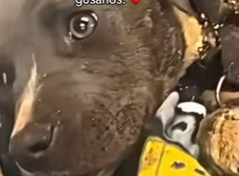 M0802005 Vivía encerrado en una jaula oscura, rodeado de podredumbre gusanos (Parte 2)