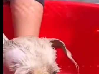 M0802011 Me encerraron sin agua nincomida (Parte 2)