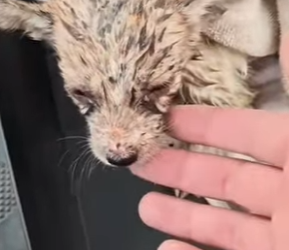 M0802008 Me golpearon tan fuerte en mis ojitos que dejaron de brillar (Parte 2)