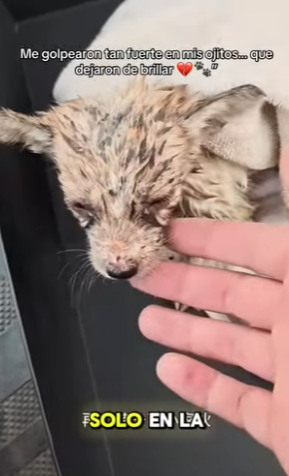 M0802008 Me golpearon tan fuerte en mis ojitos que dejaron de brillar (Parte 2)