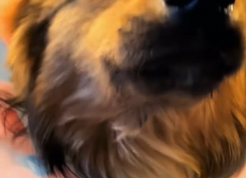 A0602004 Perro herido al caerse de un puente (Parte 2)