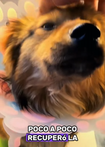 A0602004 Perro herido al caerse de un puente (Parte 2)