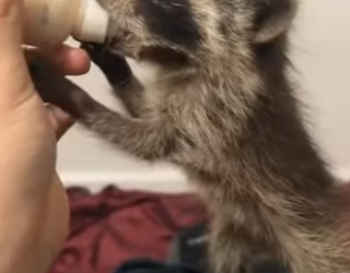 A0602007 Rescatar mapaches (Parte 2)