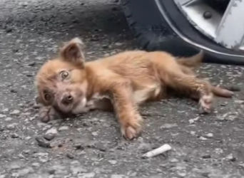 M0202005 La ayuda fue mas fuerte que el miedo (Parte 2)