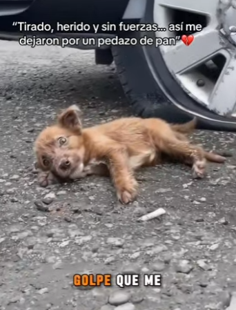 M0202005 La ayuda fue mas fuerte que el miedo (Parte 2)