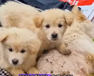 A0602002 Porque se abusa del embutido (Parte 2)