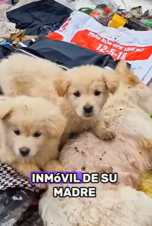 A0602002 Porque se abusa del embutido (Parte 2)