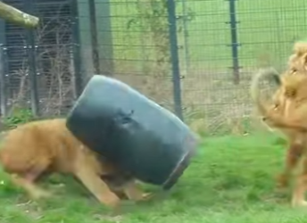 A0602005 León fue devorado por un balde (Parte 2)