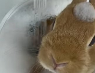 A0602001 Conejos rescatados (Parte 2)