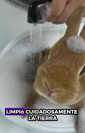 A0602001 Conejos rescatados (Parte 2)