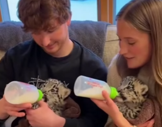 P0702003 Rescued snow leopard cubs after mom death in blizzard, month reun (Part 2)