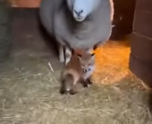 P0702001 dying fox mother brought her baby to (Part 2)