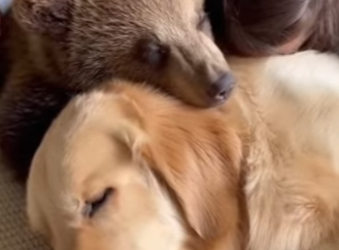 P0702002 Saved Her Wolf She Came Back Years Later Real animal res (Part 2)